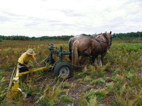 Rouleau brise-fougères tracté (photo : CREN)
