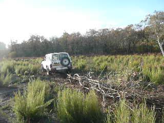 Exportation des grumes - Travaux de 2014 (photo : L. Caud, LPO)
