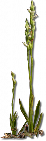 Spirantes aestivalis