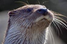 Loutre d'Europe (photo : PJ)