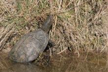 Cistude d'Europe (photo : P. Jourde)