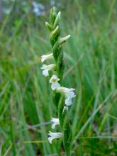 Spiranthe d’été © E. Brugel